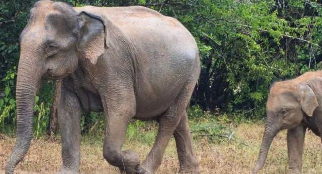 'Stringent animal welfare laws needed'
